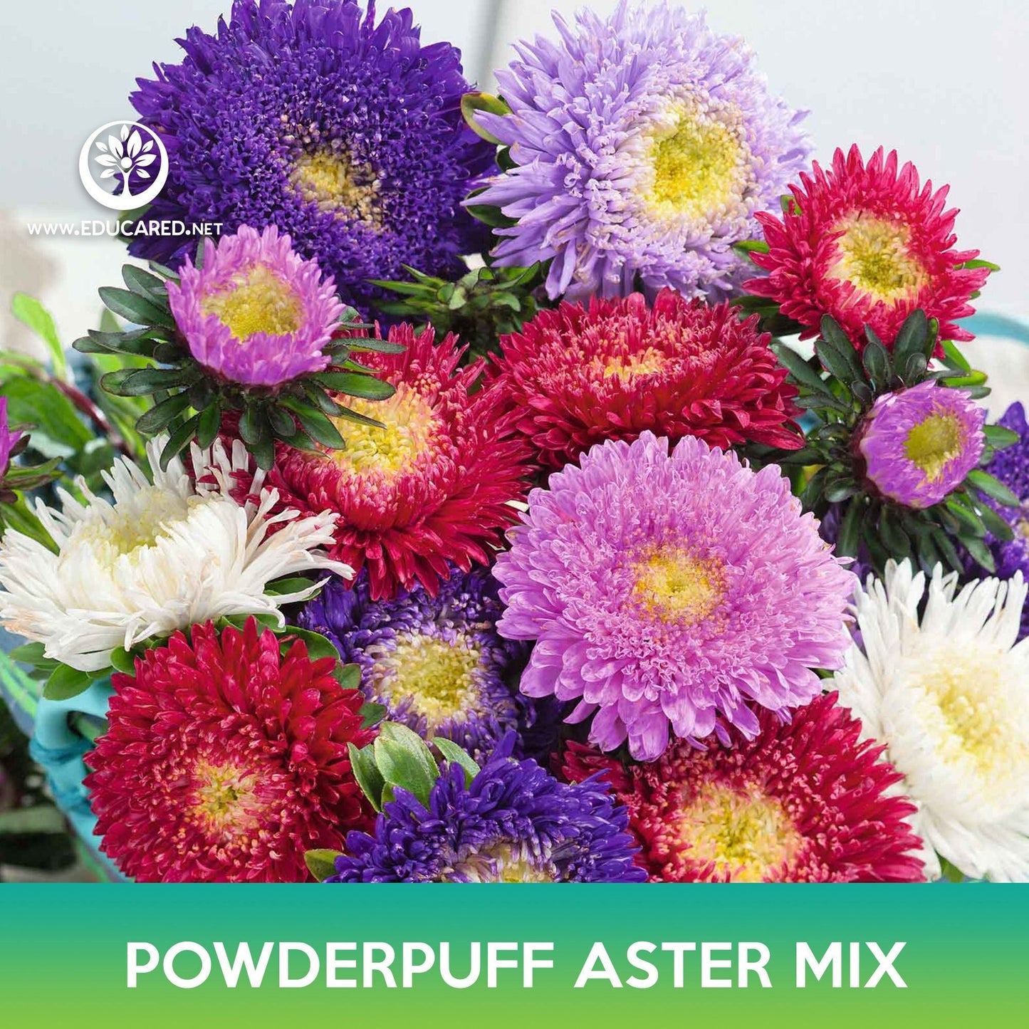 Powderpuff Aster Flower Mix Seeds, Callistephus Chinensis