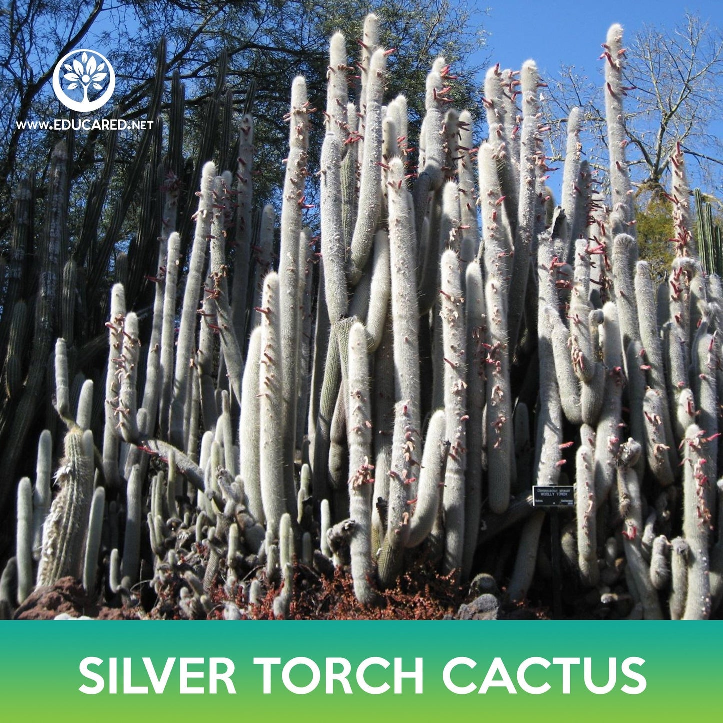 Silver Torch Cactus Seeds, Wooly Torch