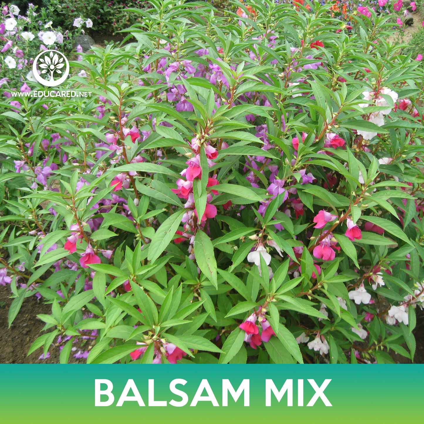 Balsam Flower Mix Seeds