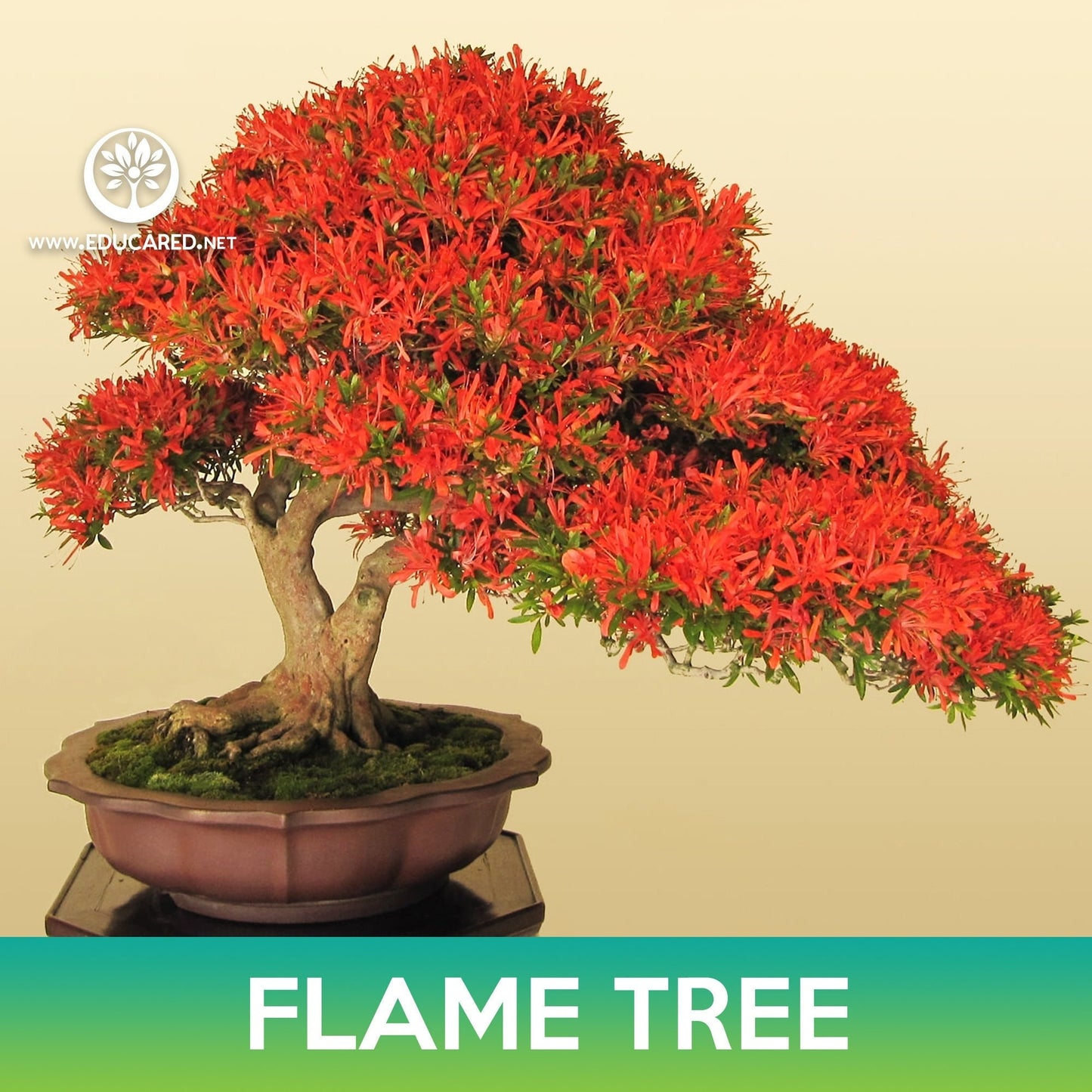 Flame Tree Seeds, Royal Poinciana