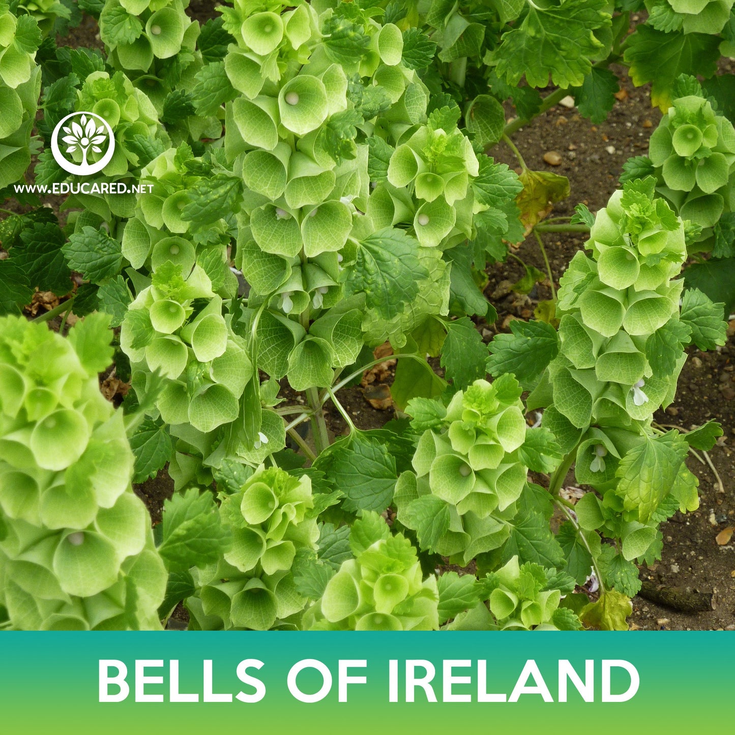 Bells of Ireland Seeds