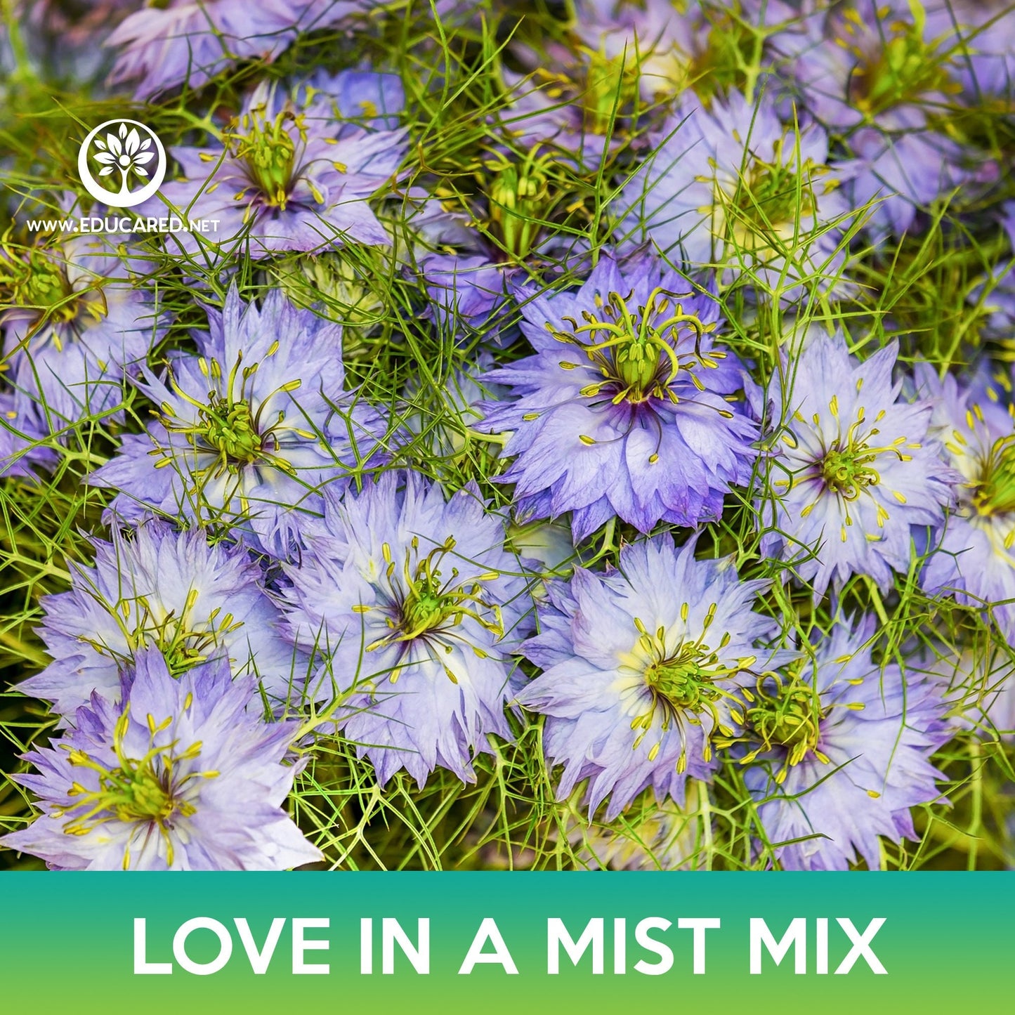 Love-In-A-Mist Flower Mix Seeds, Nigella damascena