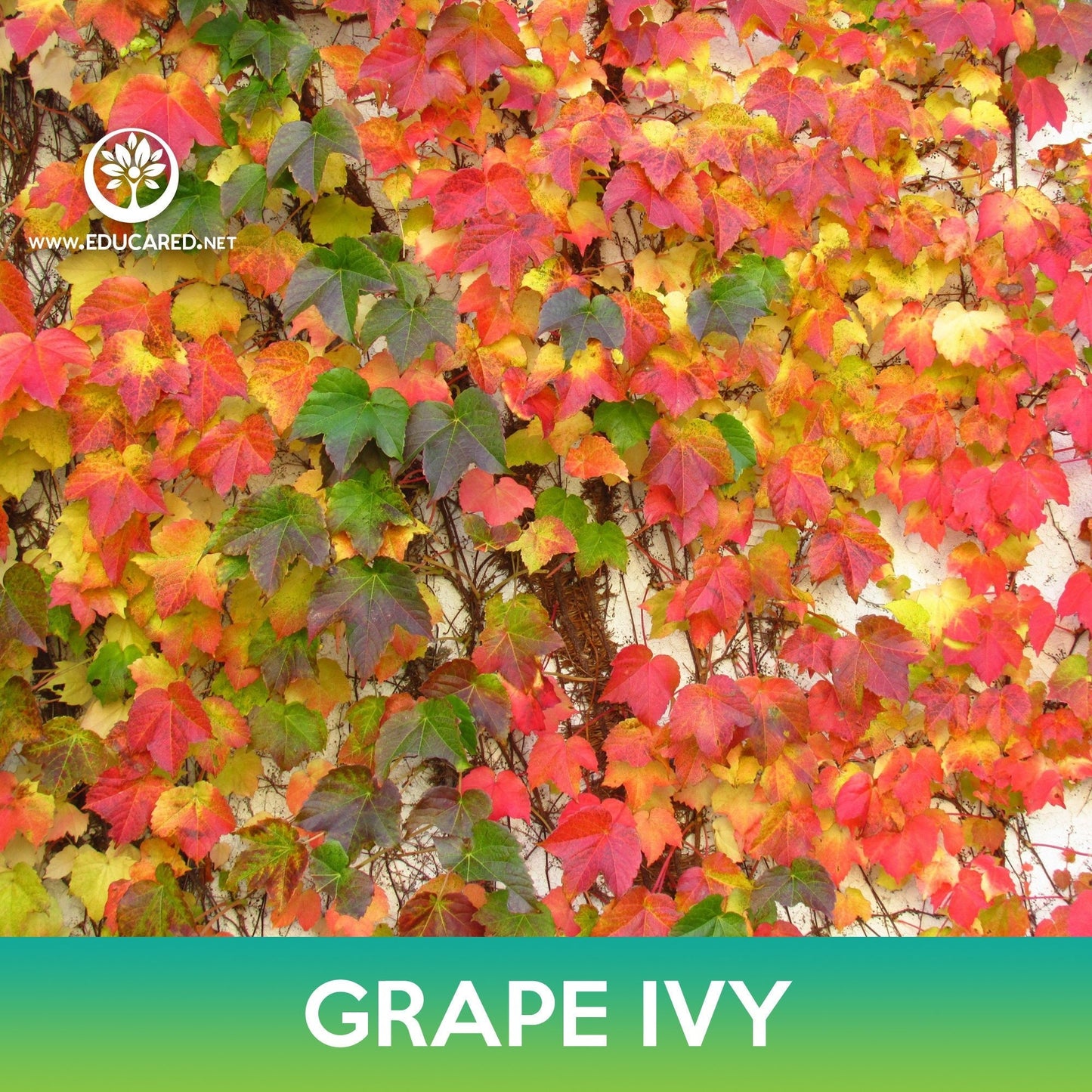 Grape Ivy Seeds, Boston Ivy