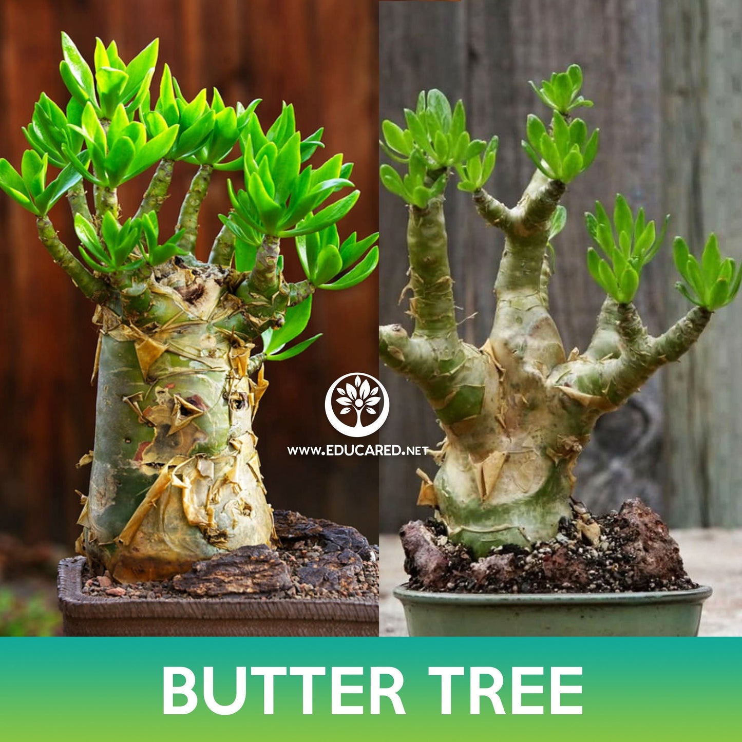 Butter Tree Succulents Seeds, Tylecodon paniculatus