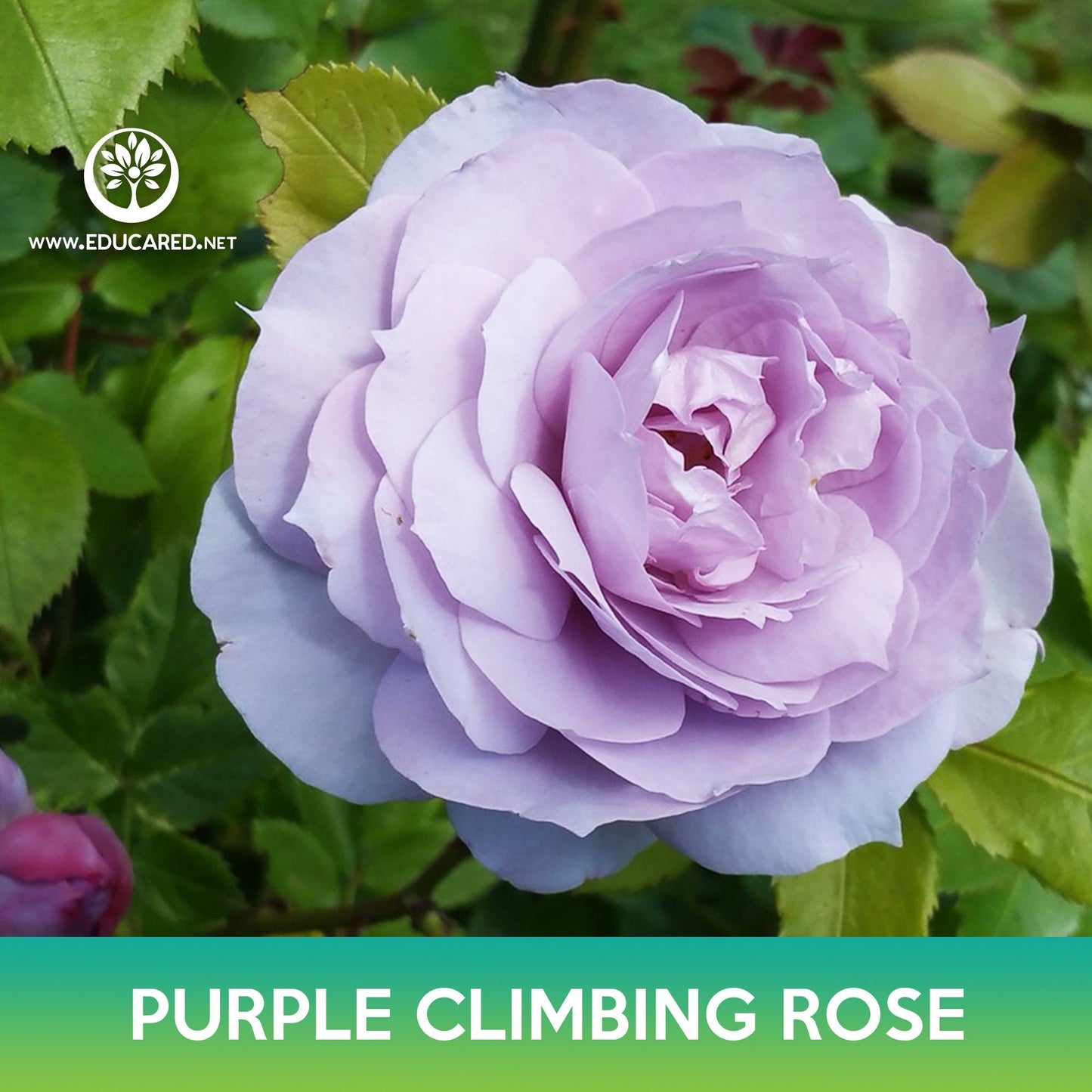 Purple Climbing Rose Seeds