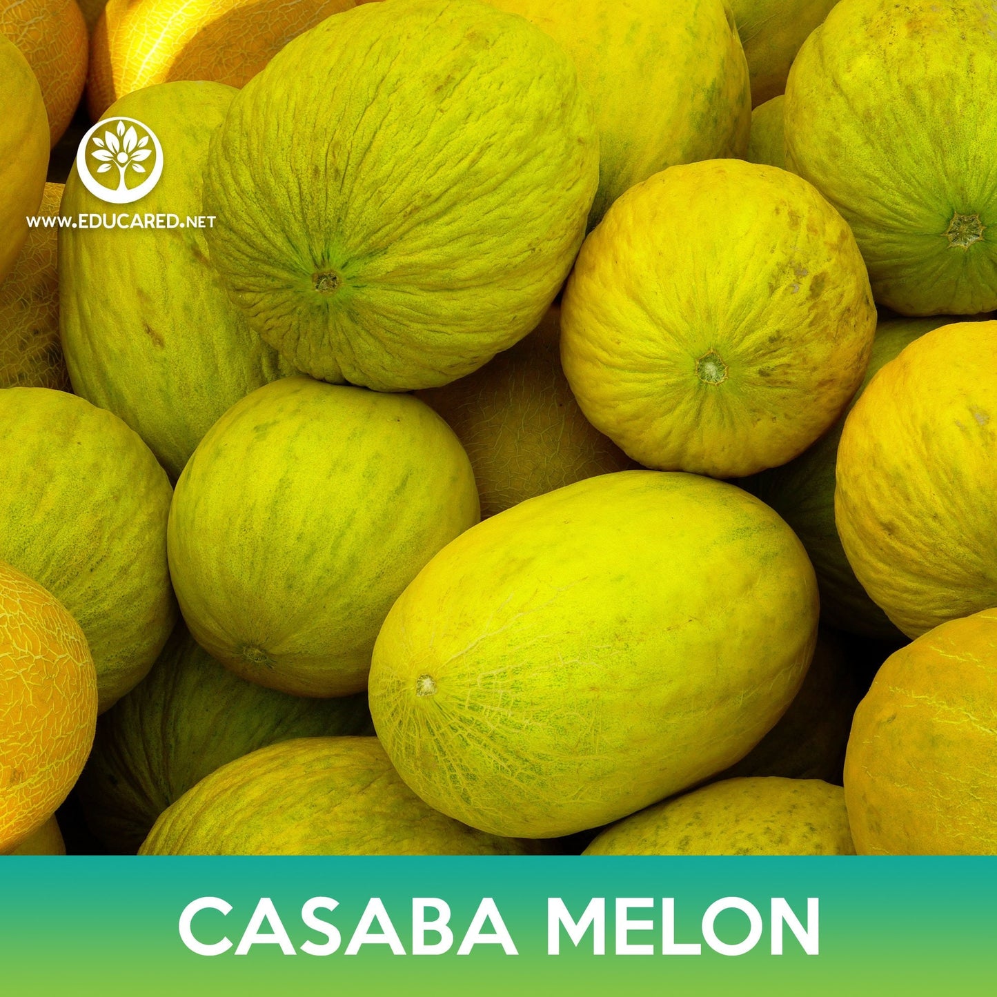 Casaba Melon Seeds