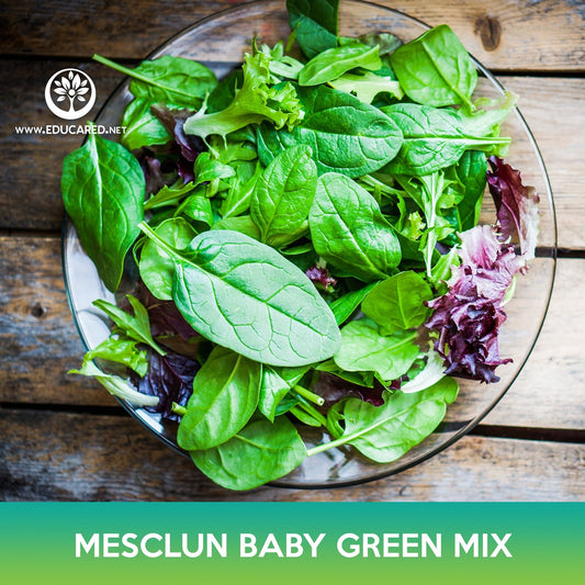 Mesclun Baby Green Mix Seeds