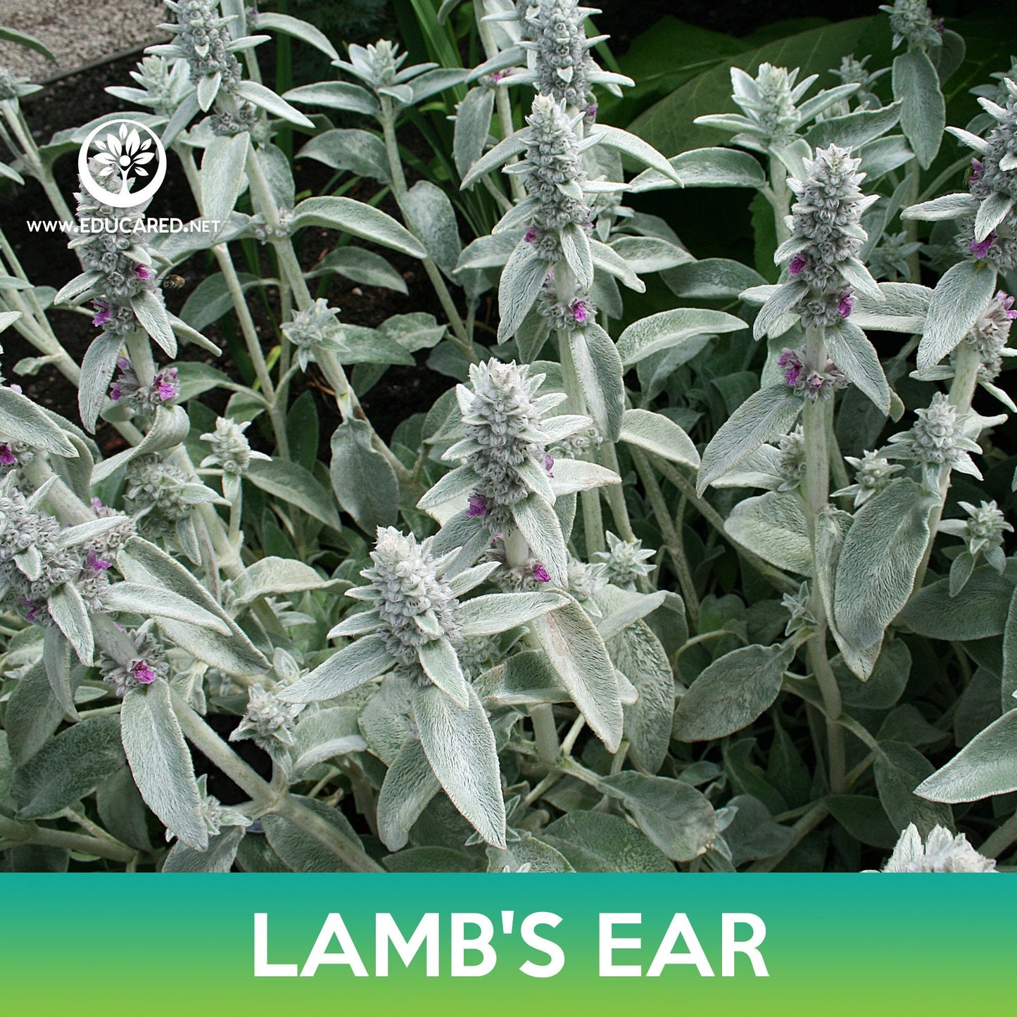 Lamb's Ear Seeds