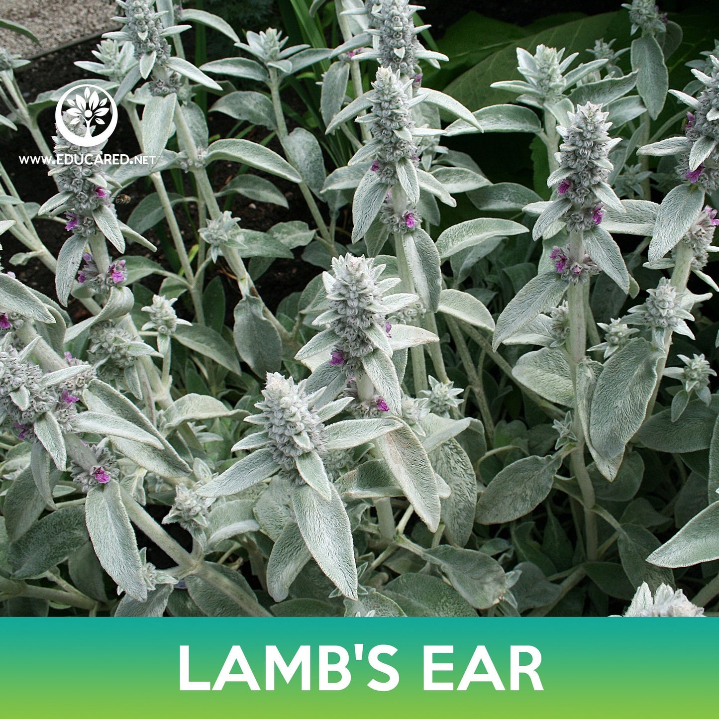 Lamb's Ear Seeds, Stachys Byzantina