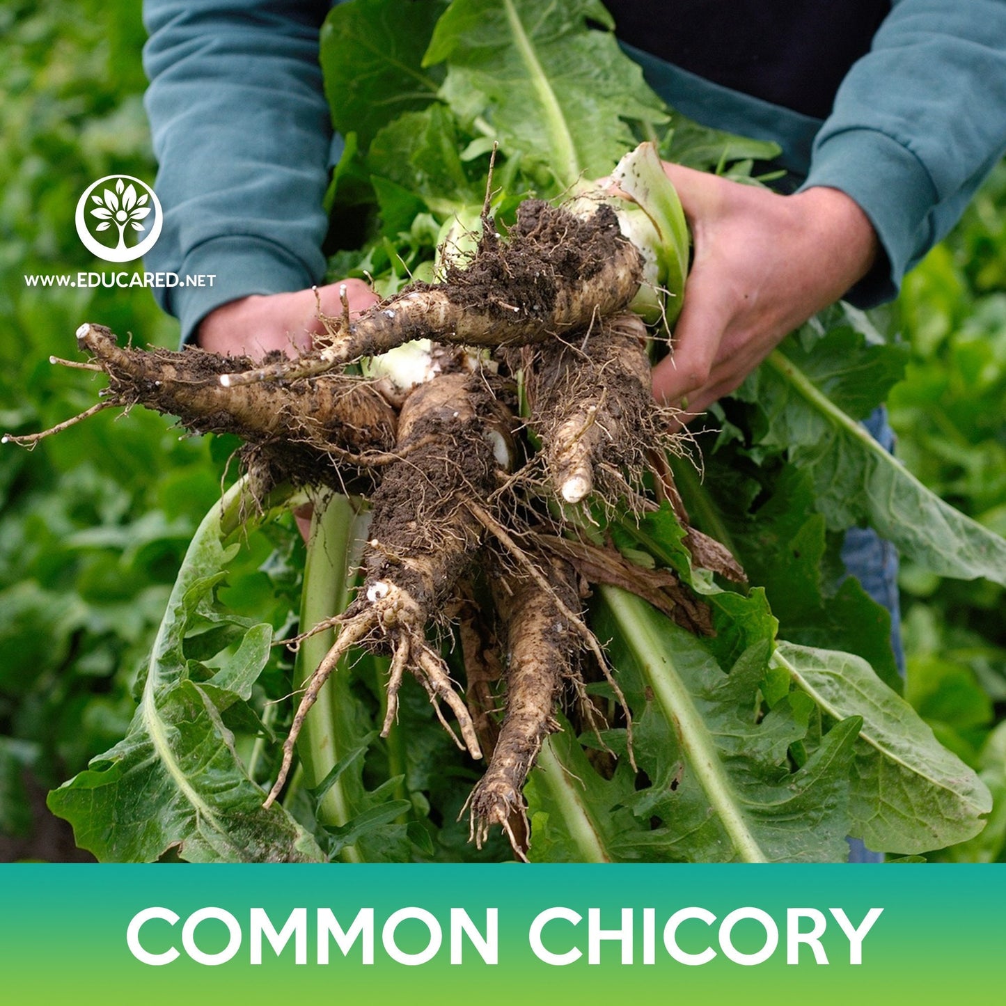 Common Chicory Seeds