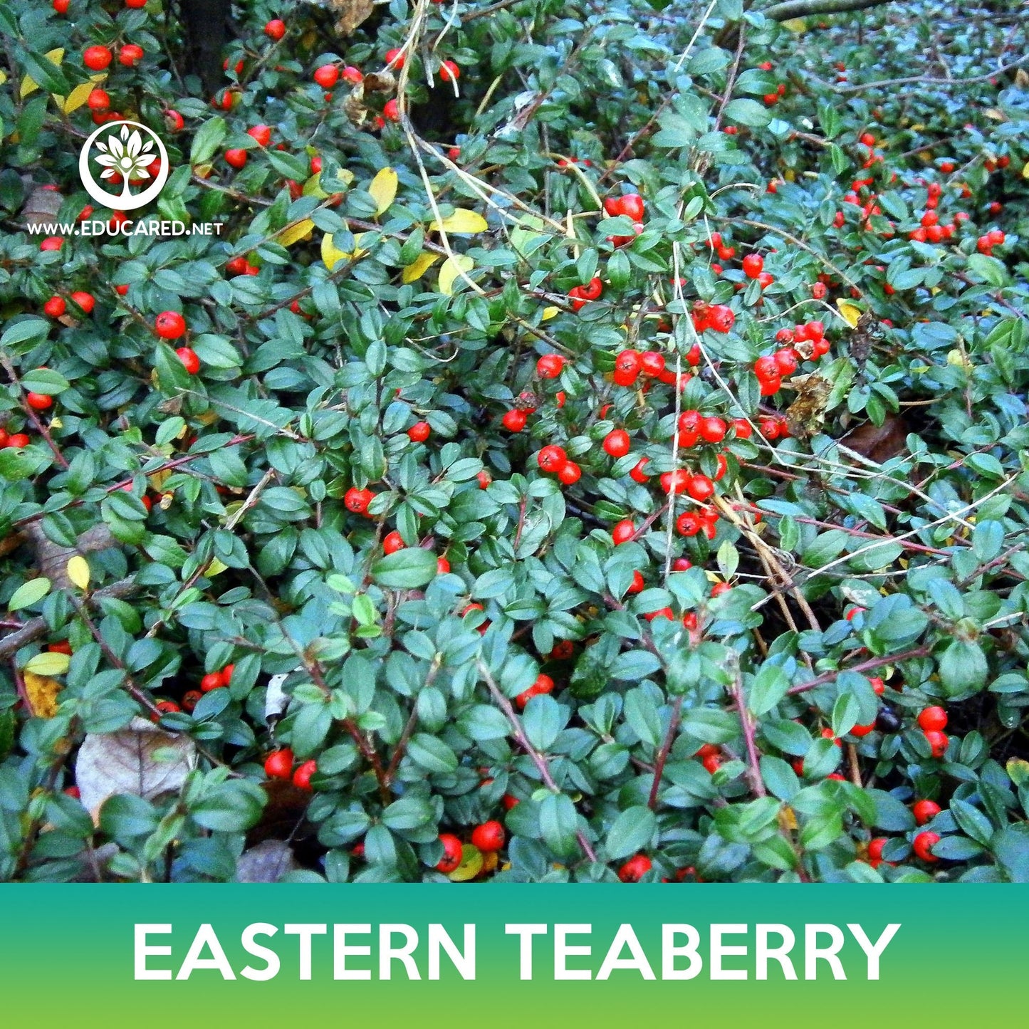 Eastern Teaberry Seeds, American Wintergreen