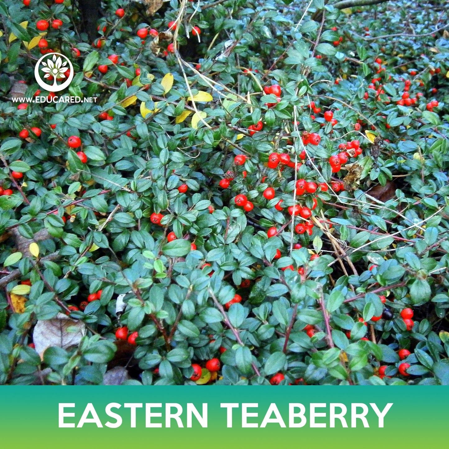 Eastern Teaberry Seeds, American Wintergreen, Gaultheria procumbens