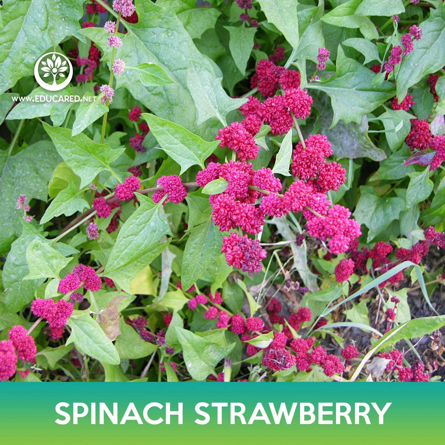 Spinach Strawberry Seeds