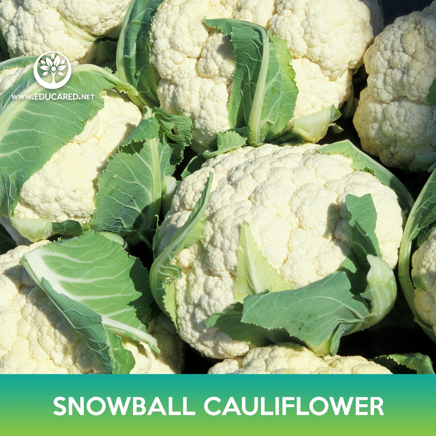 Snowball Cauliflower Seeds
