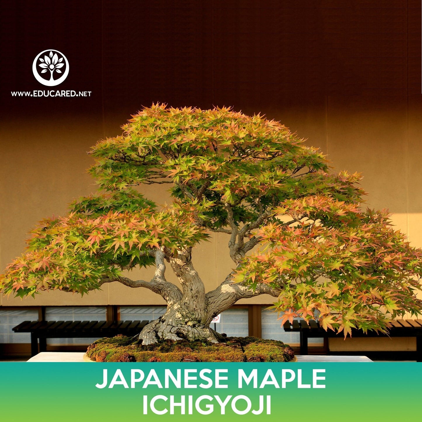 Ichigyoji Japanese Maple Seeds