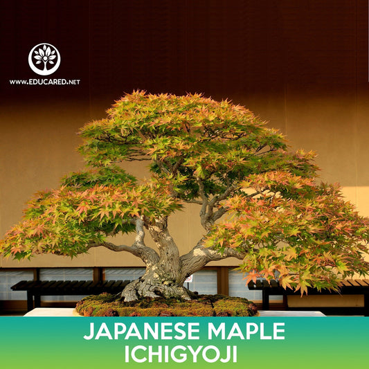 Ichigyoji Japanese Maple Seeds
