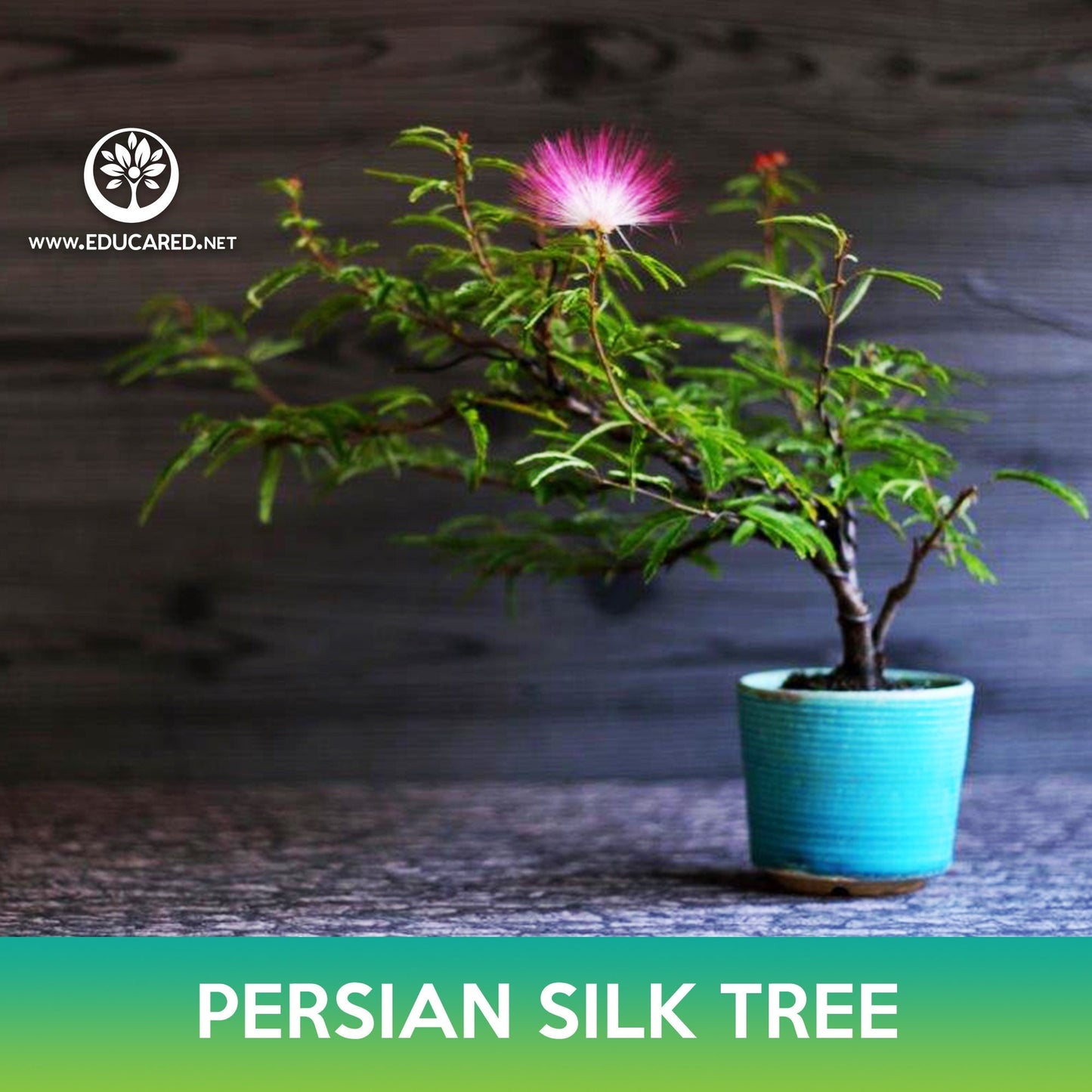 Persian Silk Tree Seeds