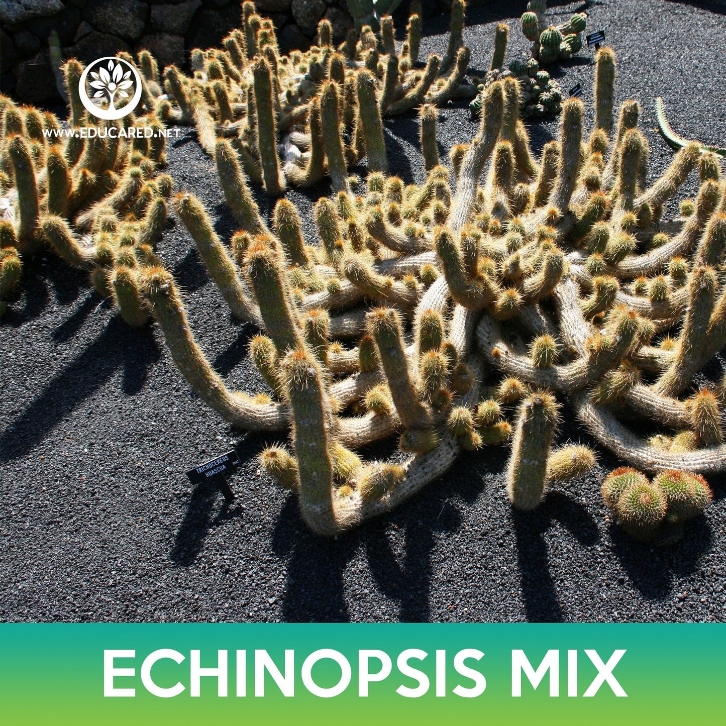 Echinopsis Cactus Mix Seeds