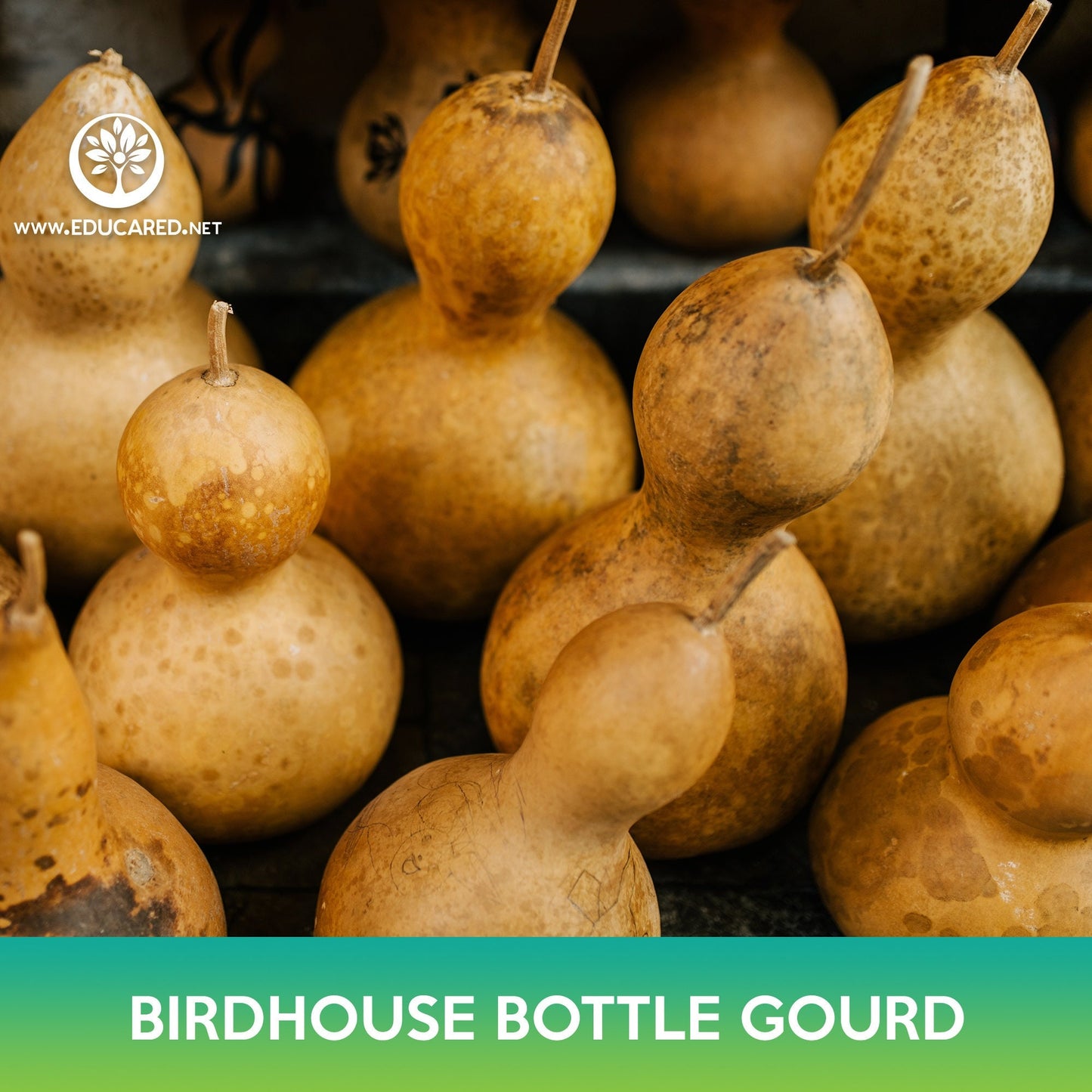 Birdhouse Bottle Gourd Seeds, Calabash