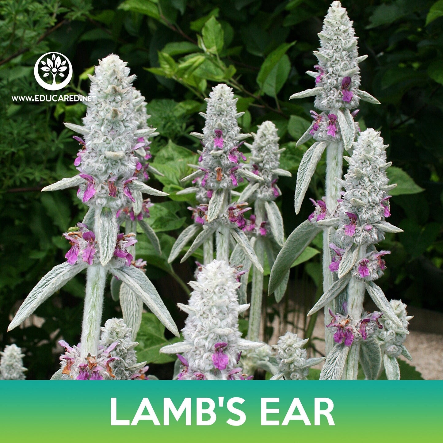 Lamb's Ear Seeds