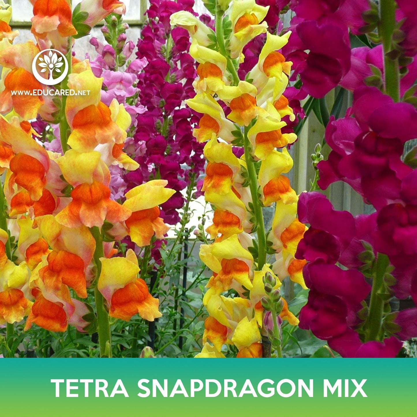 Tetra Snapdragon Mix Seeds, Antirrhinum majus