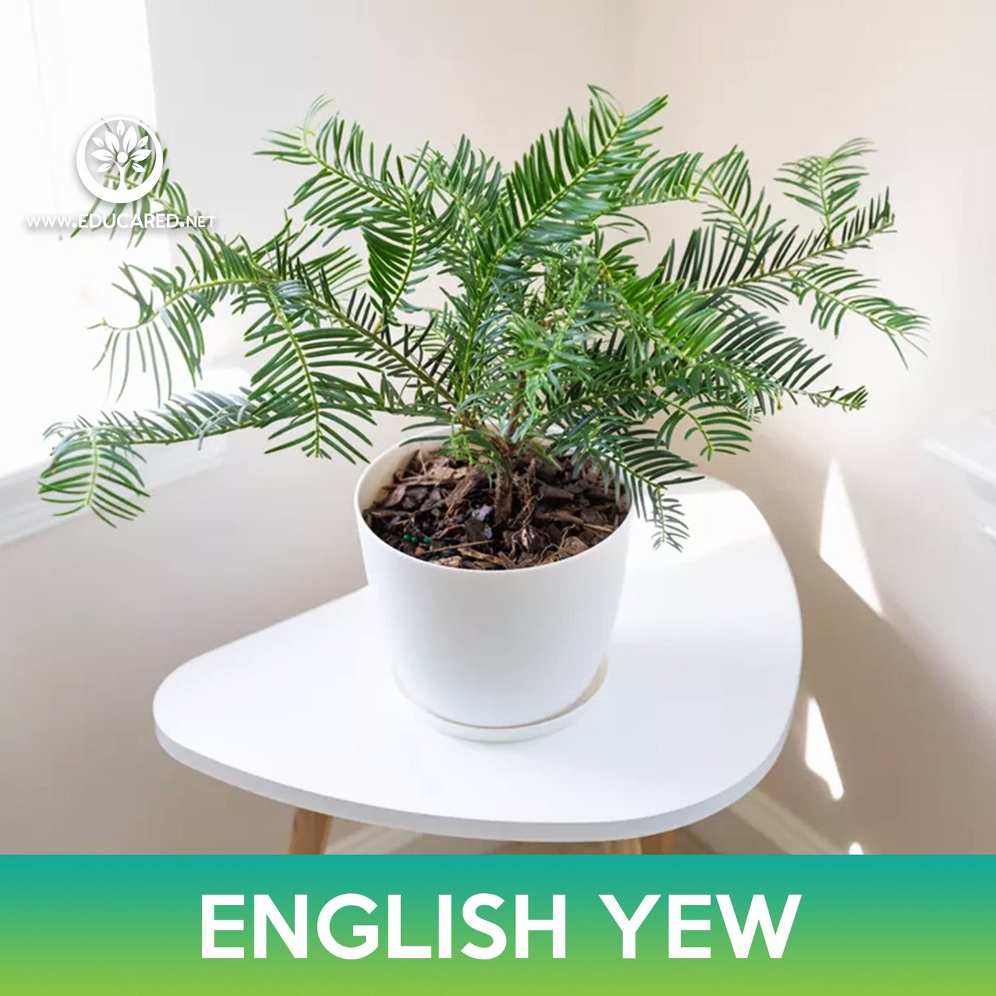English Yew Tree Seeds, Common Yew, Taxus baccata