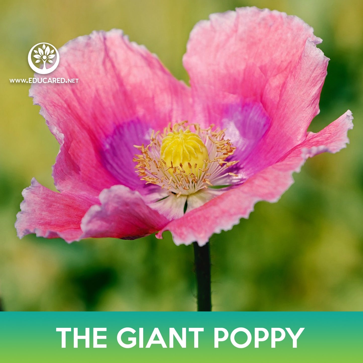 The Giant Poppy Flower Seeds