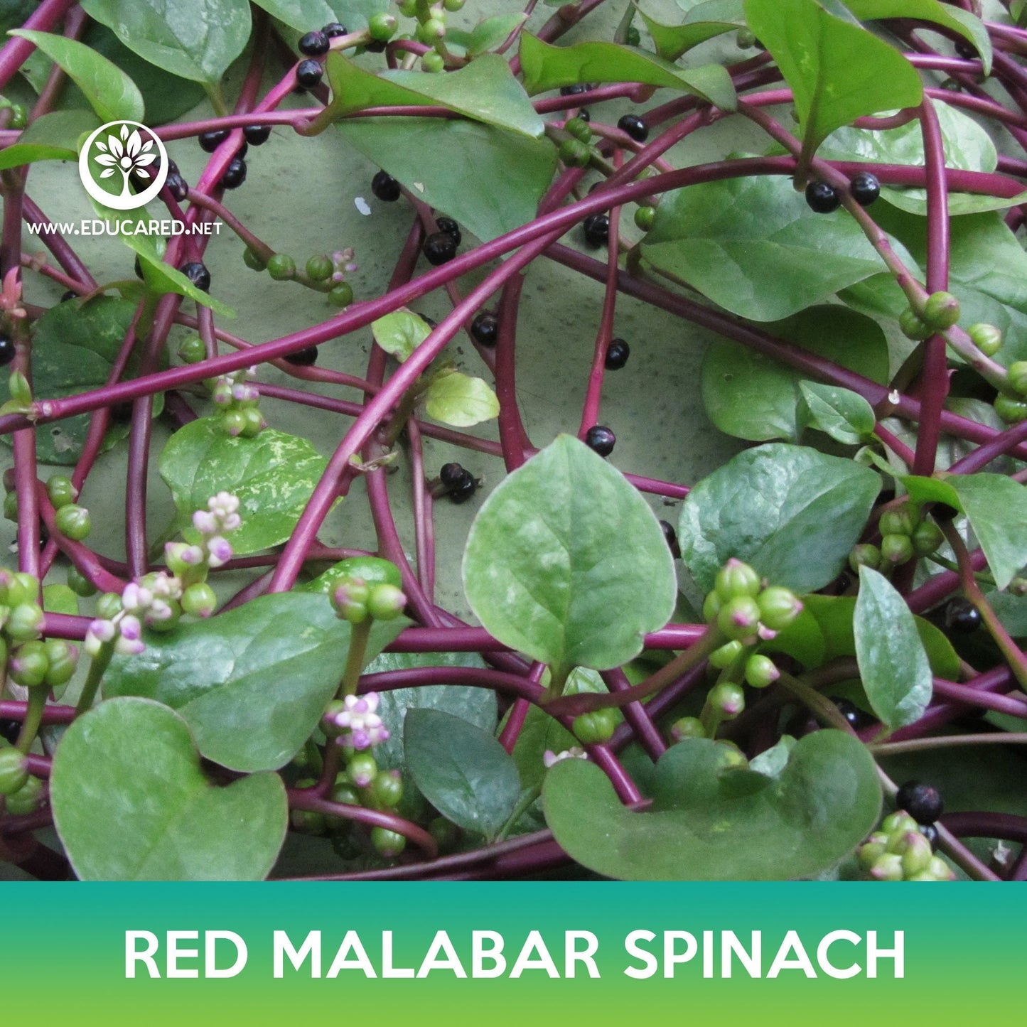Red Malabar Spinach Seeds