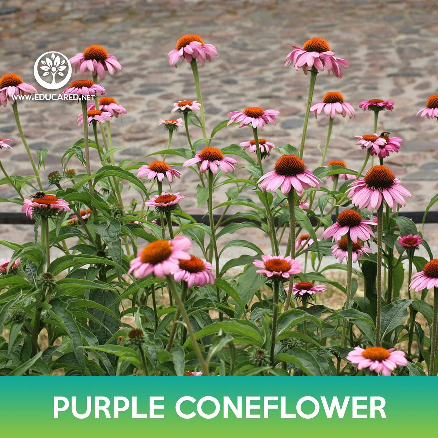 Purple Coneflower Seeds