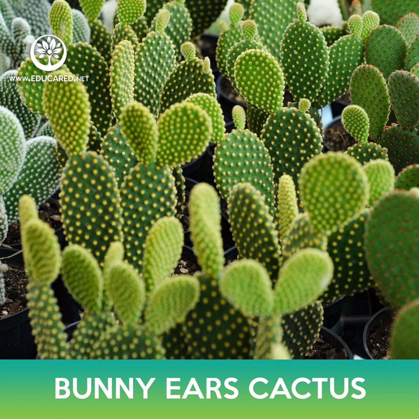 Bunny Ears Cactus Seeds