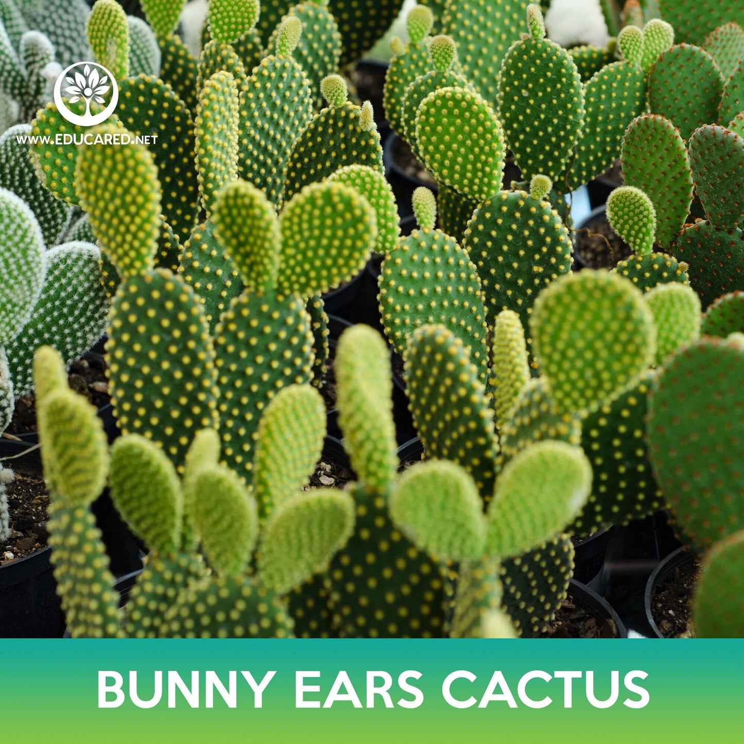 Bunny Ears Cactus Seeds, Opuntia microdasys