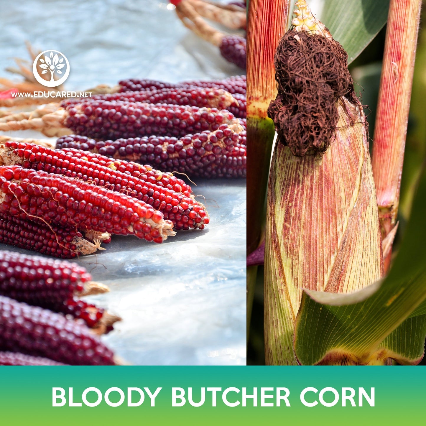 Bloody Butcher Corn Seeds