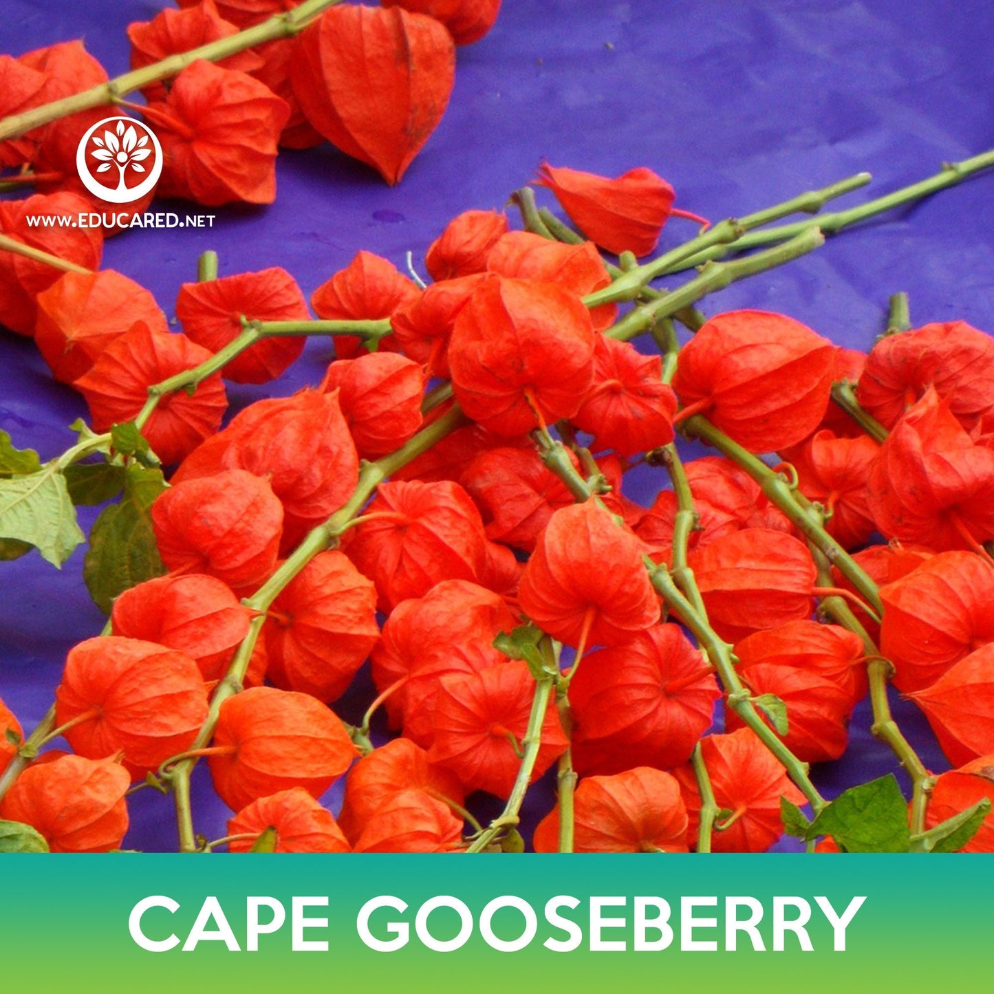 Cape Gooseberry Seeds