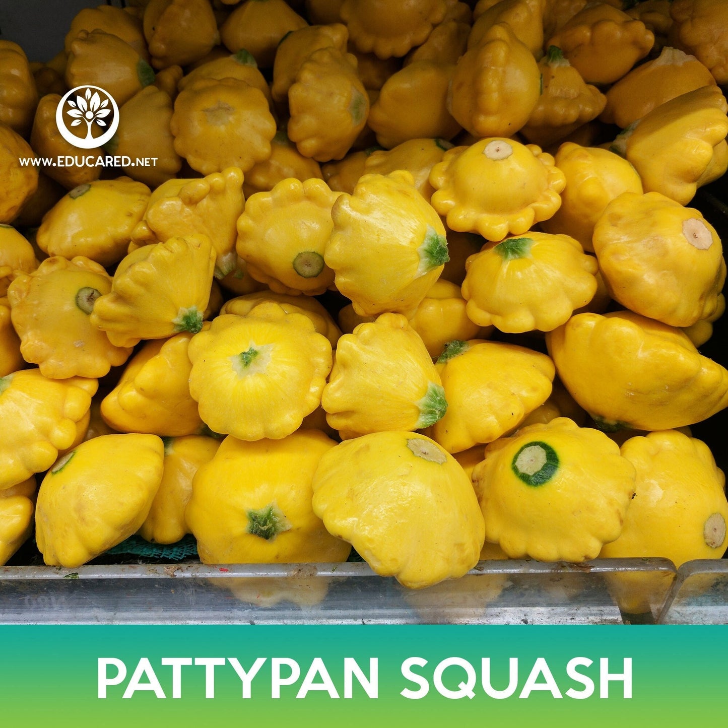 Pattypan Squash Seeds, Scallopini Squash