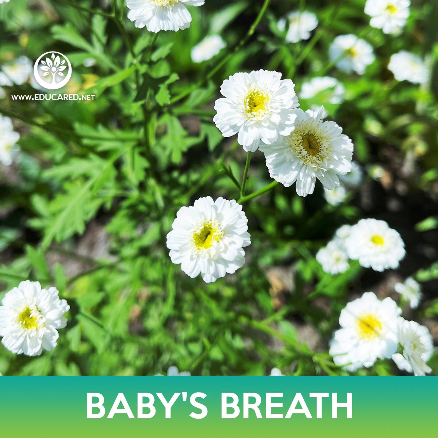 Baby's Breath Flower Seeds