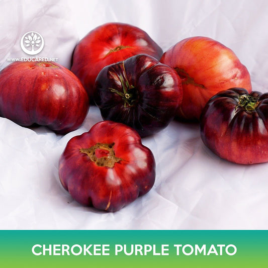 Cherokee Purple Tomato Seeds