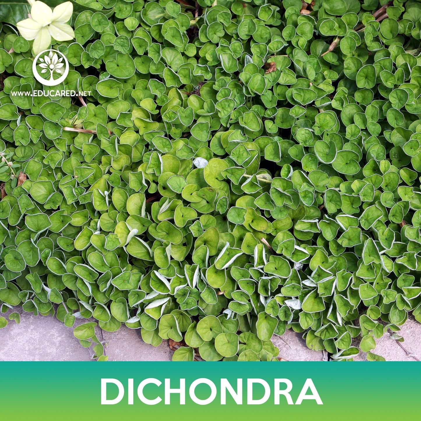 Dichondra Groundcover Seeds, Kidney Weed, Dichondra repens