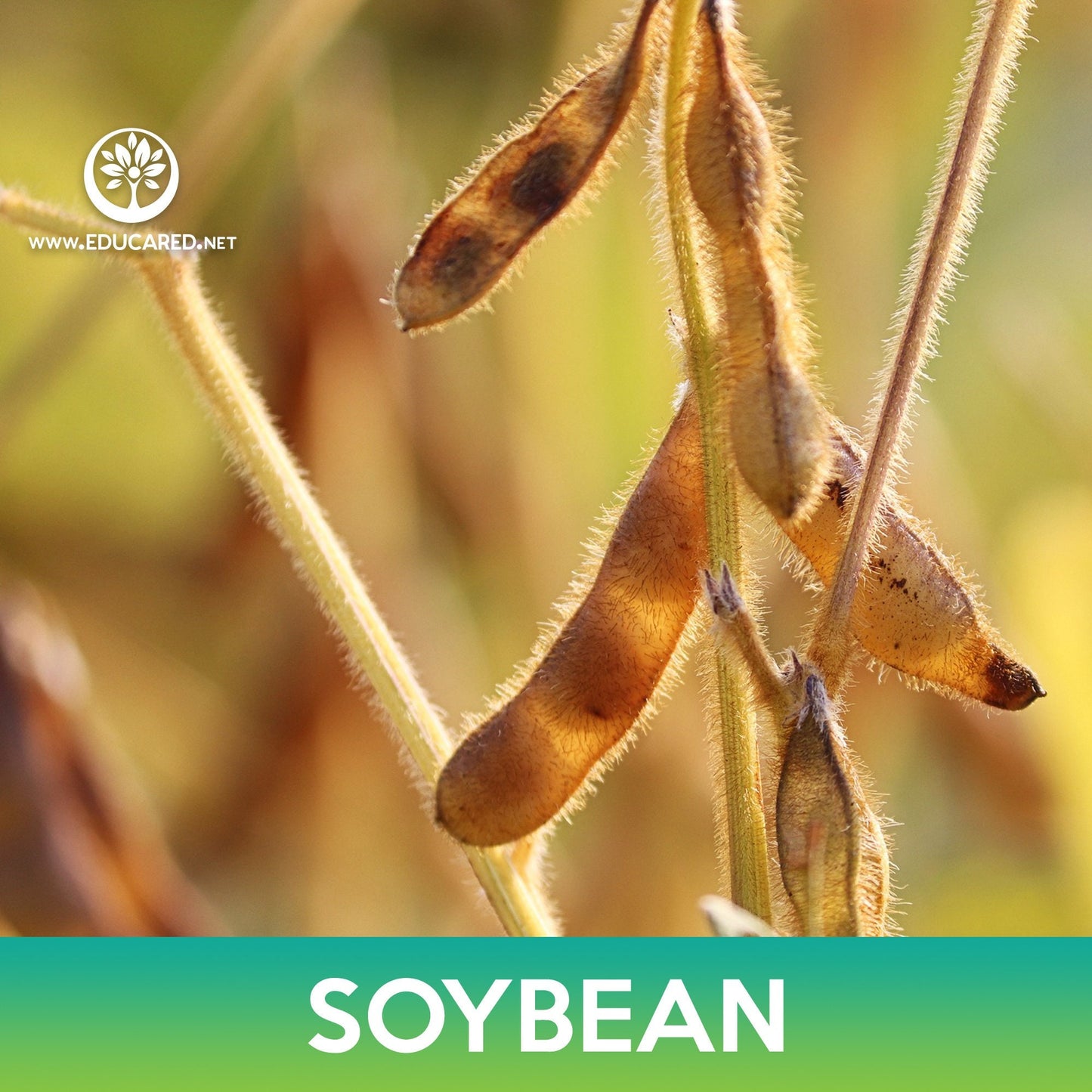 Soybean Seeds