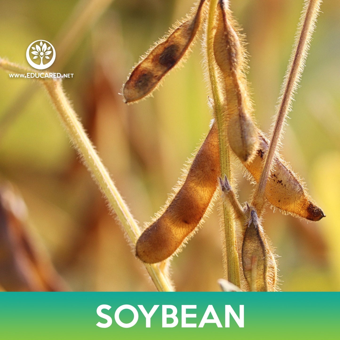 Soybean Seeds, Glycine max