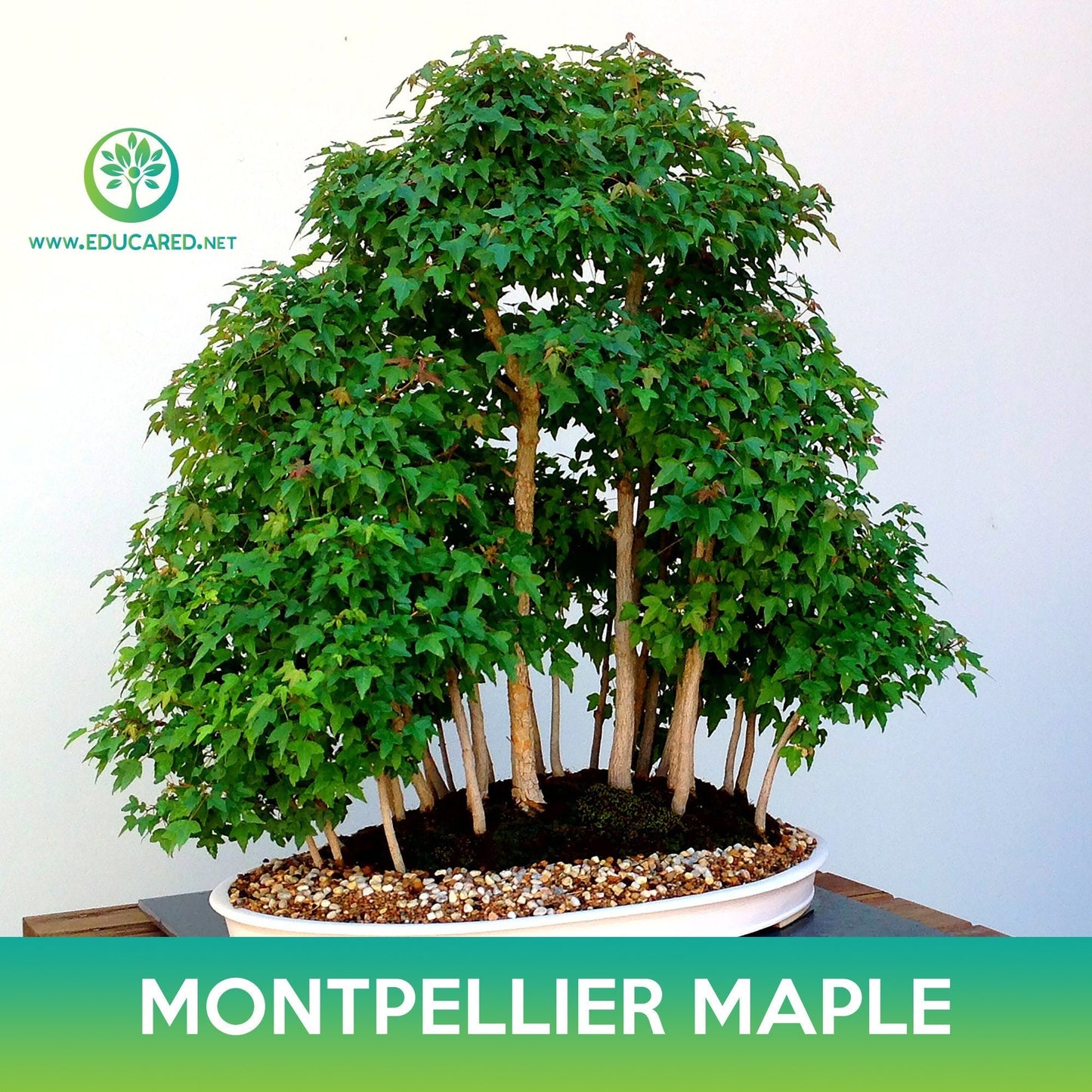 Montpellier Maple Seeds, Acer monspessulanum