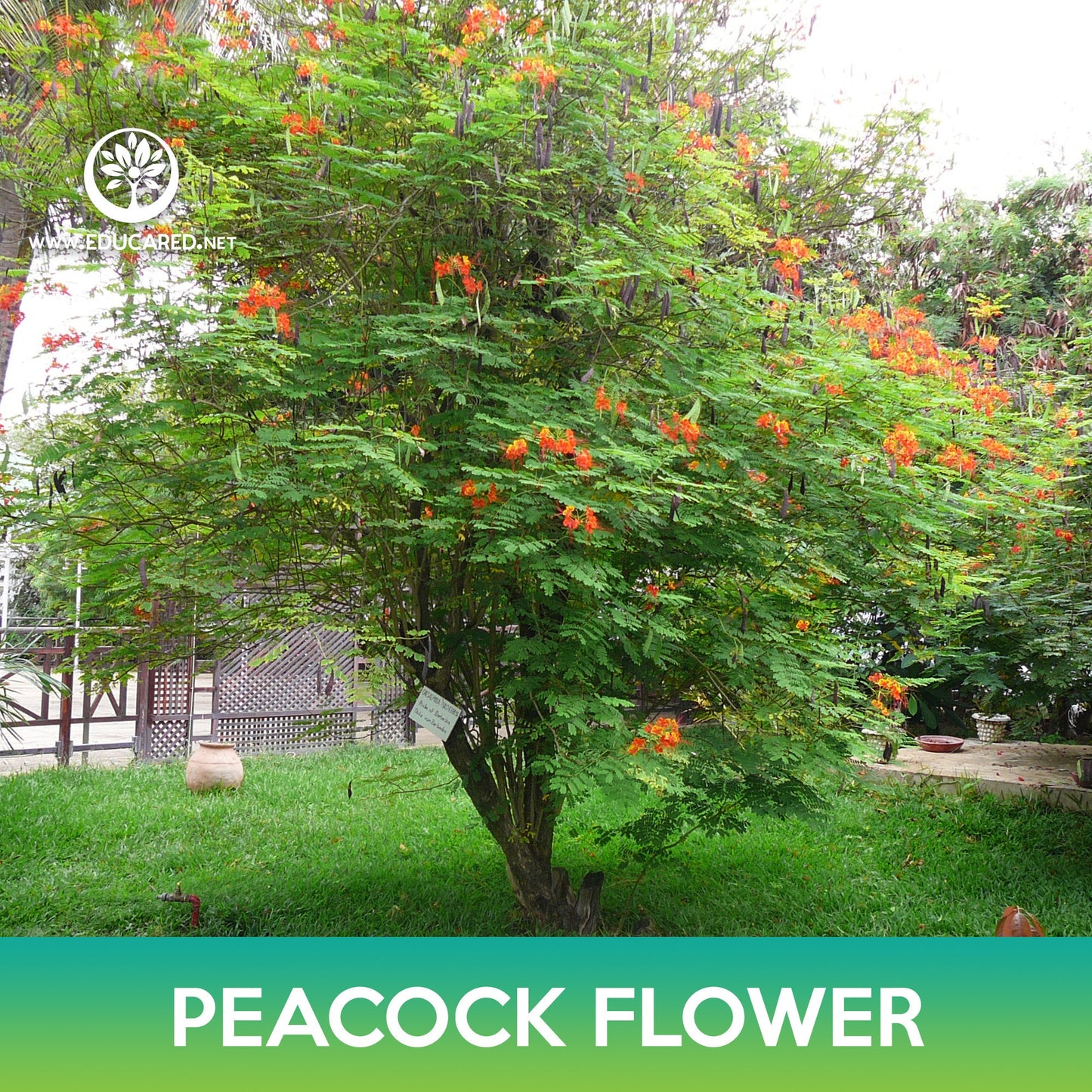 Peacock Flower Seeds, Poinciana