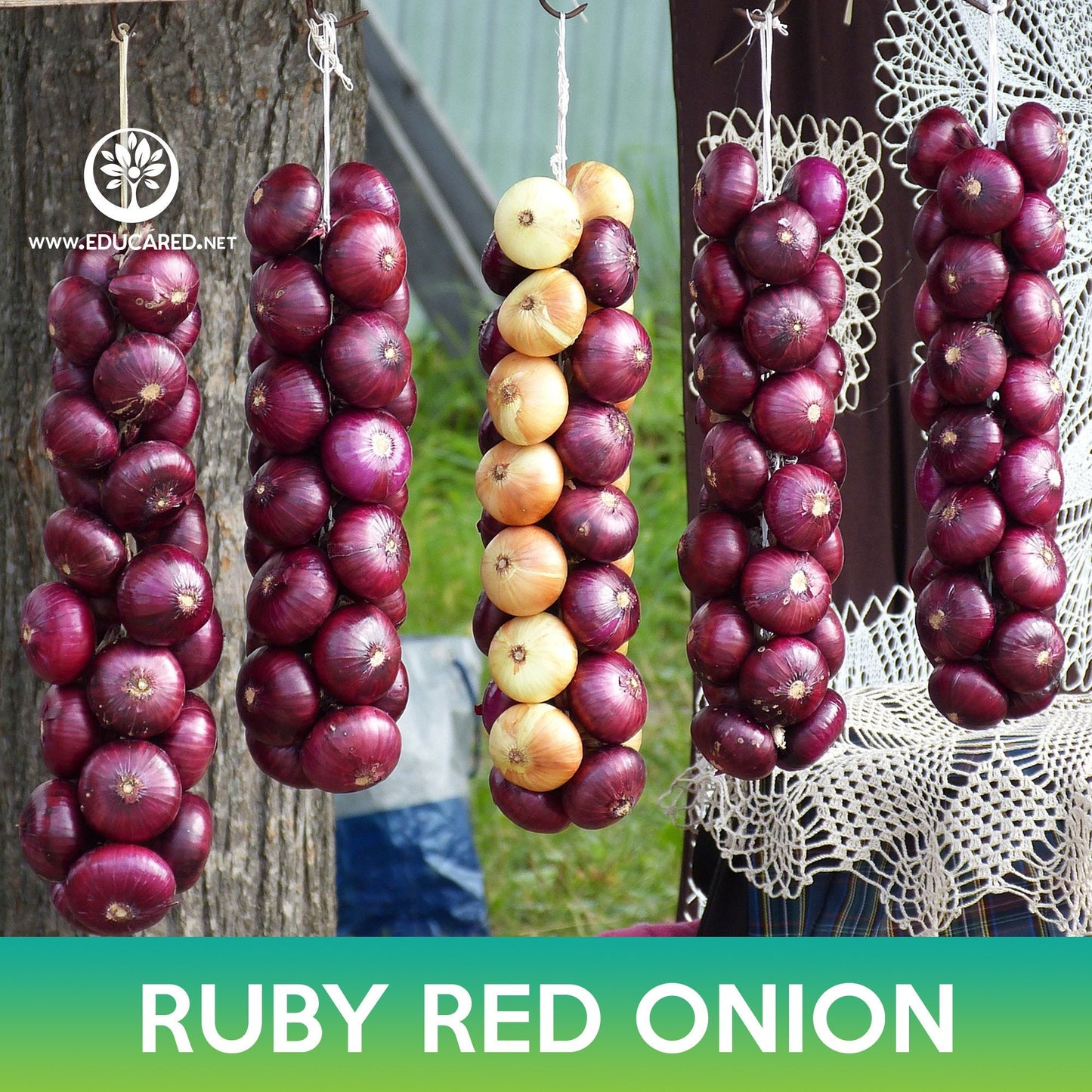 Ruby Red Onion Seeds, Allium cepa