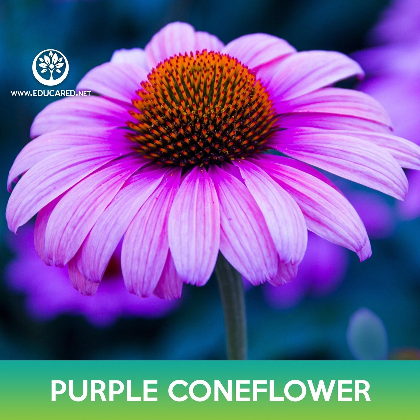 Purple Coneflower Seeds