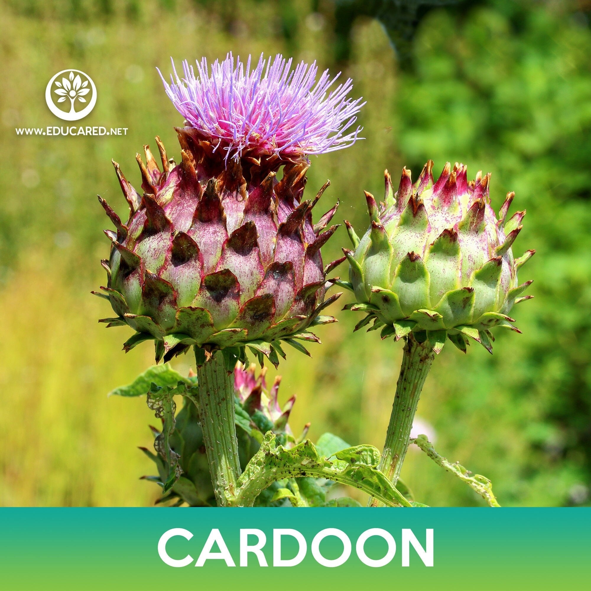 planting cardoon seeds Cardoon Seeds – Educared