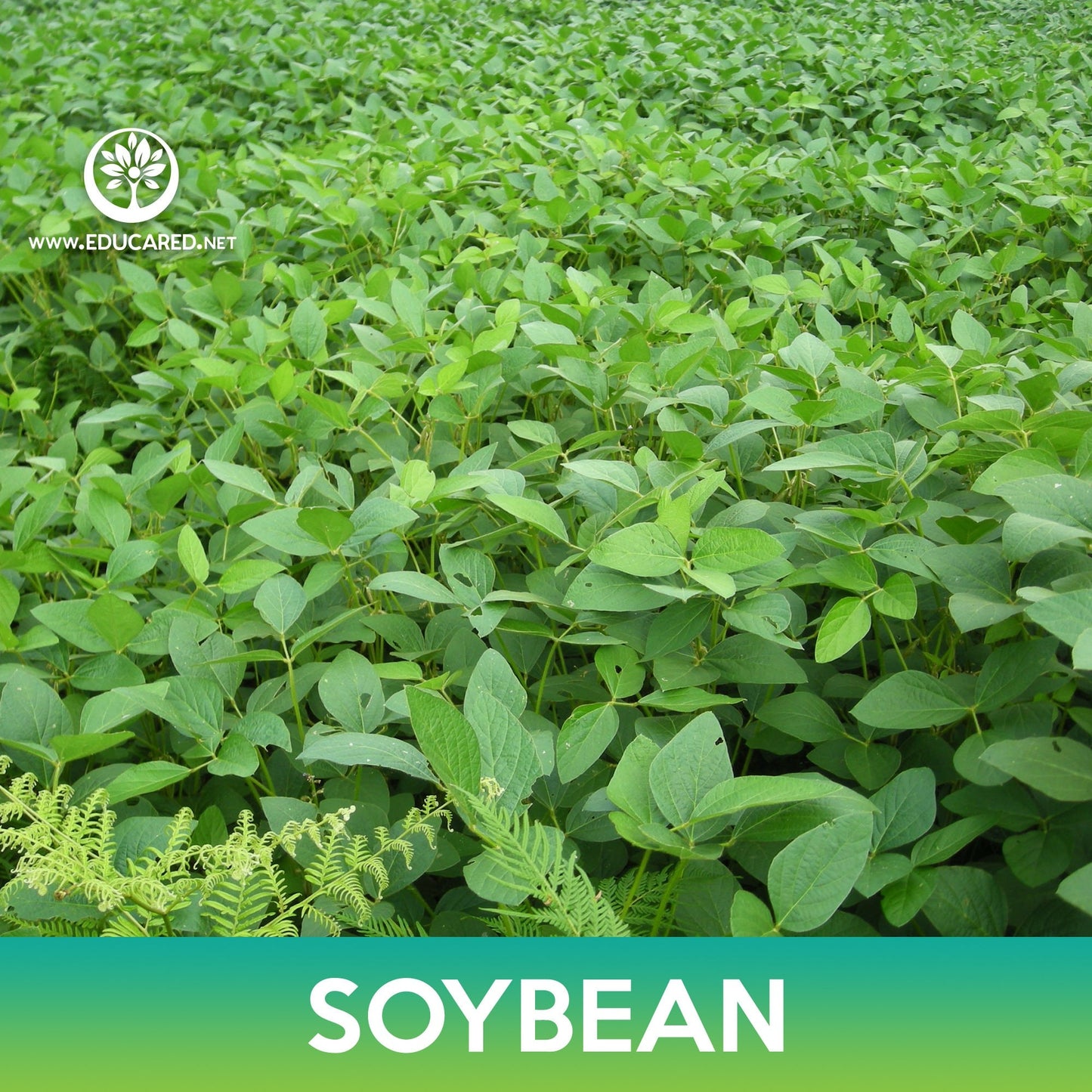 Soybean Seeds, Glycine max