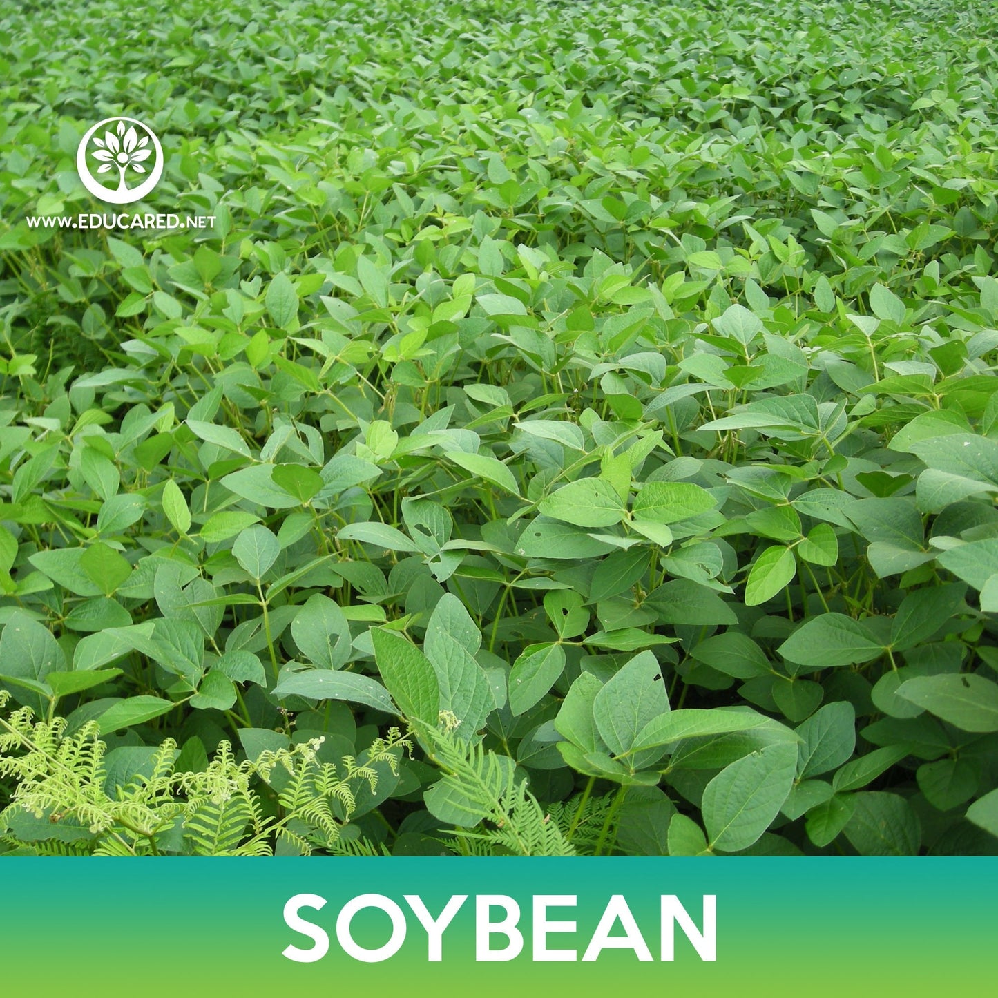 Soybean Seeds
