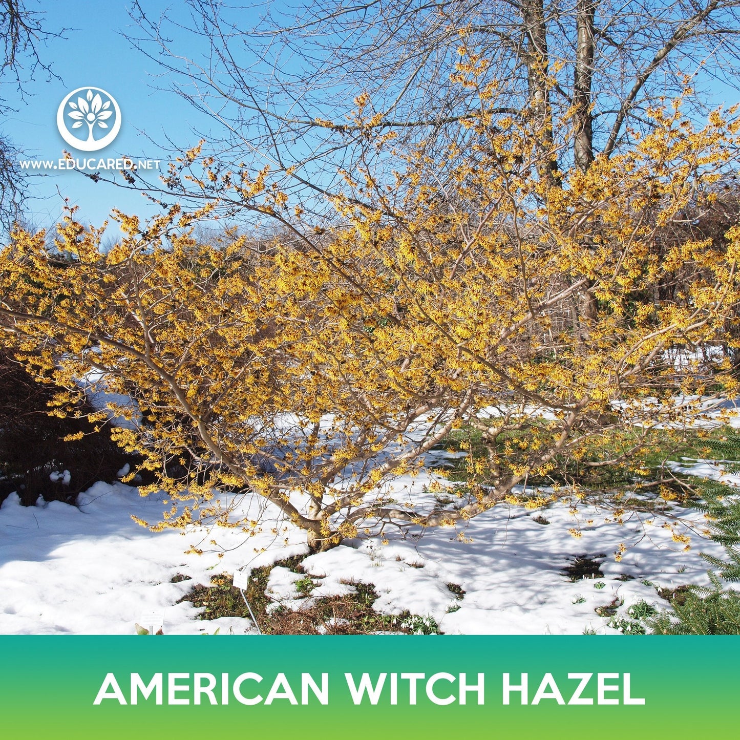 American Witch-Hazel Tree Seeds