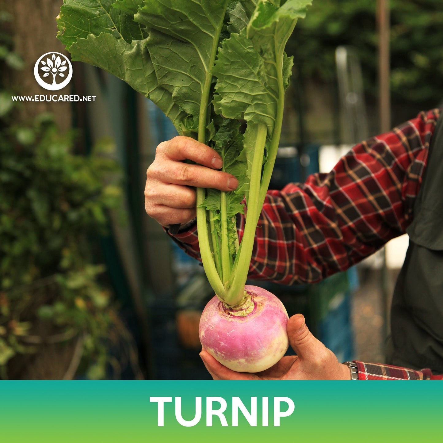 Turnip Seeds, Purple Top White Globe Turnip