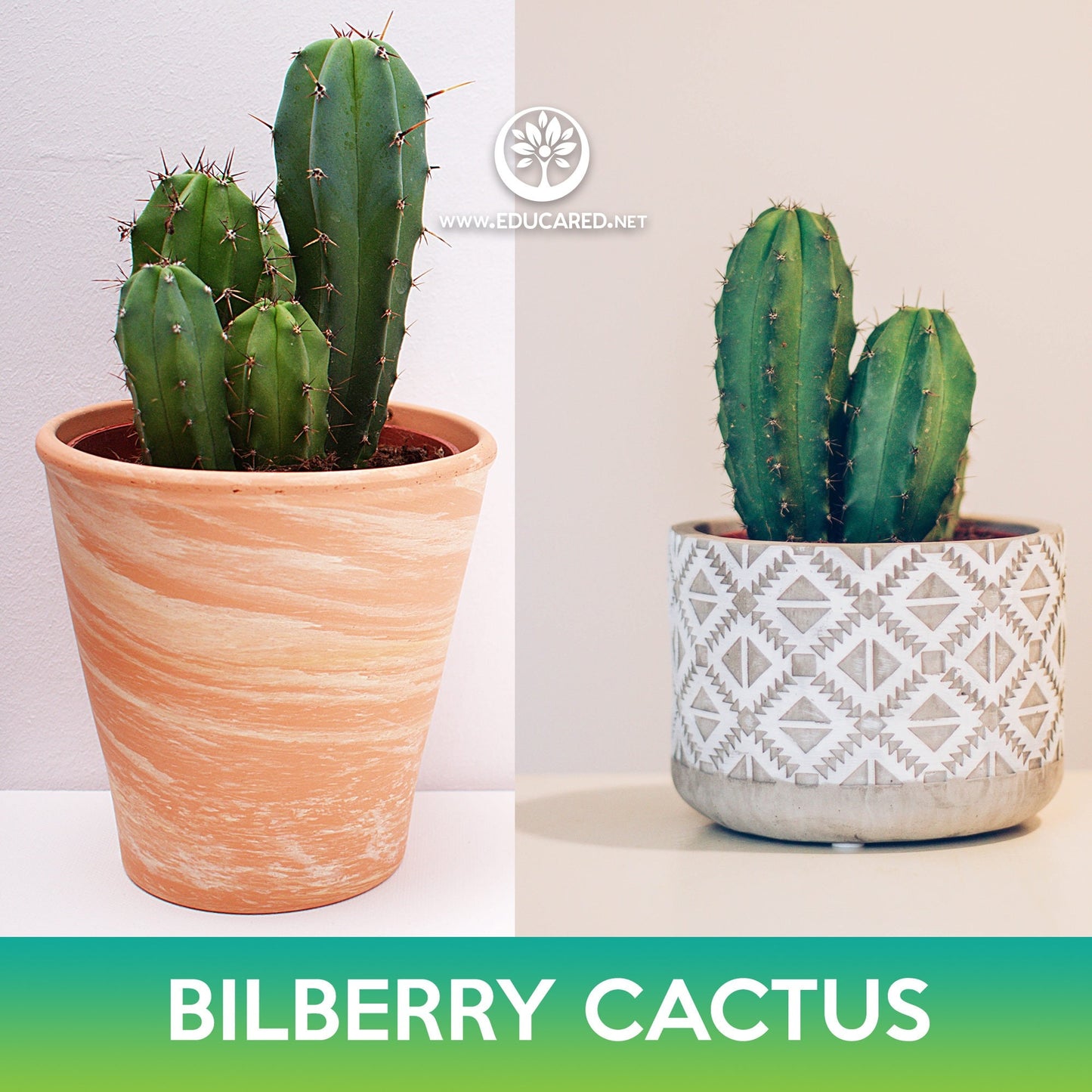 Bilberry Cactus Seeds, Myrtillocactus geometrizans