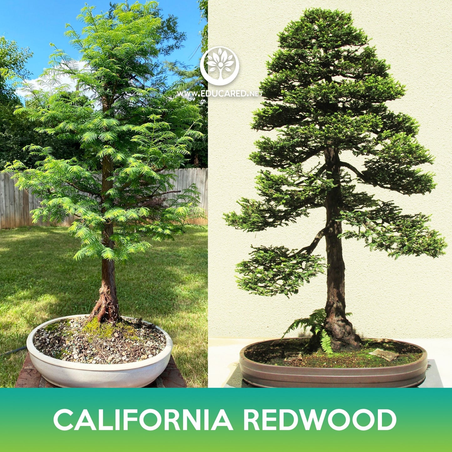 California Redwood Seeds, Coastal Sequoia, Coast Redwood